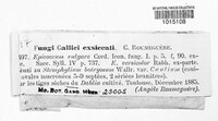 Epicoccum nigrum image